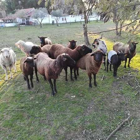 Fazenda Do Marante Томар