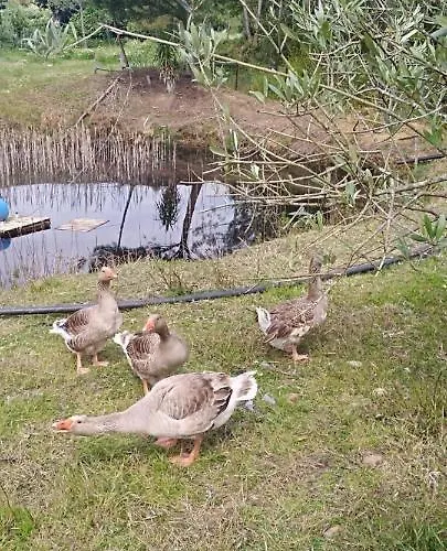 Hostal Fazenda Do Marante *